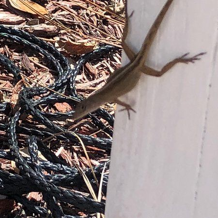 Innisbrook Loch Ness Monster Pool and Grill